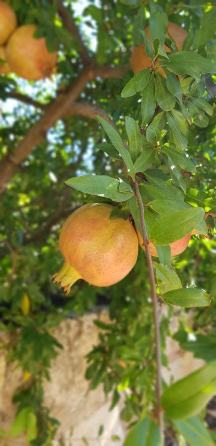 Finca Sa Cova De Mallorca Sencelles Eksteriør billede