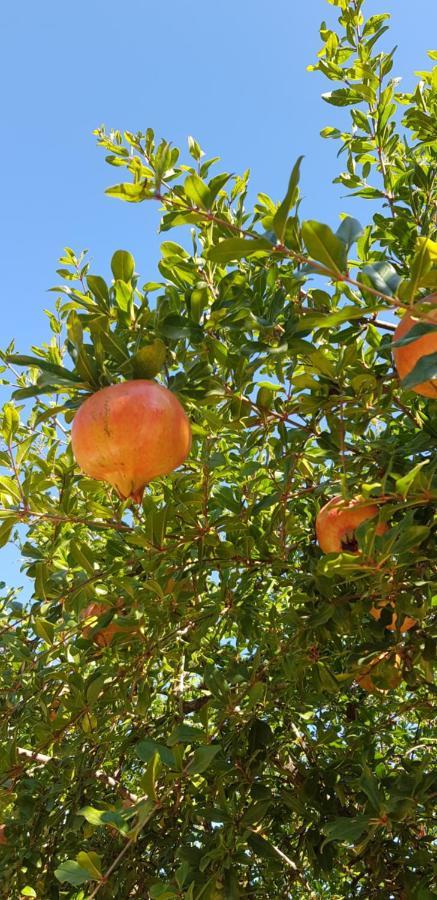 Finca Sa Cova De Mallorca Sencelles Eksteriør billede