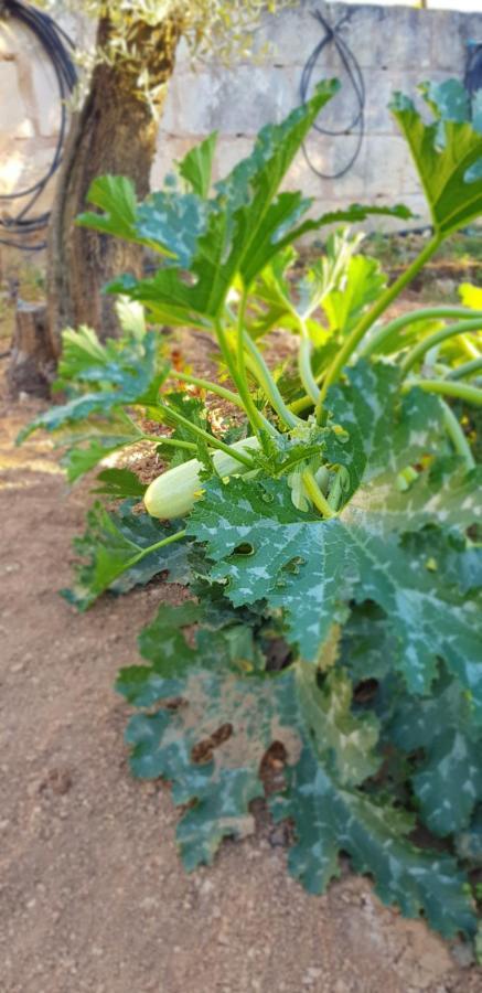 Finca Sa Cova De Mallorca Sencelles Eksteriør billede