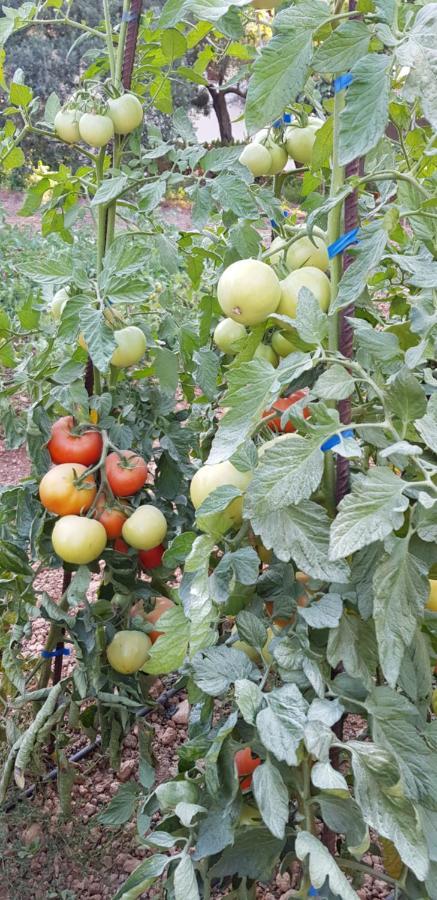 Finca Sa Cova De Mallorca Sencelles Eksteriør billede