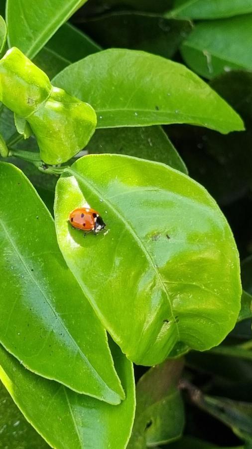 Finca Sa Cova De Mallorca Sencelles Eksteriør billede