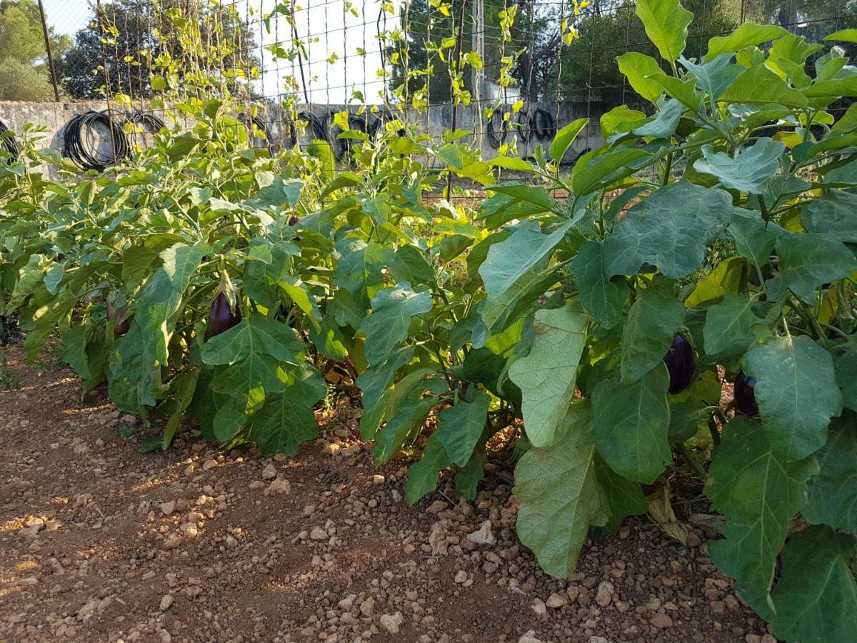 Finca Sa Cova De Mallorca Sencelles Eksteriør billede
