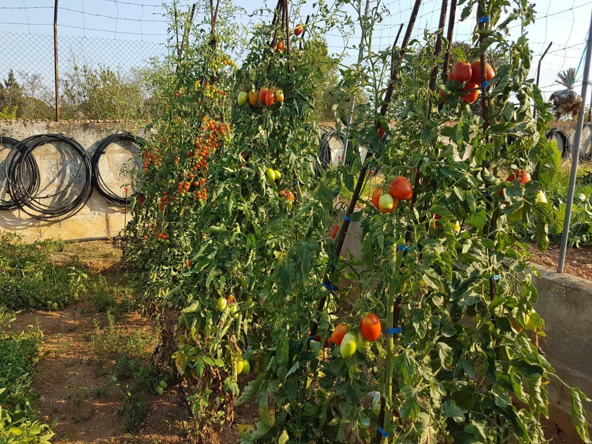 Finca Sa Cova De Mallorca Sencelles Eksteriør billede