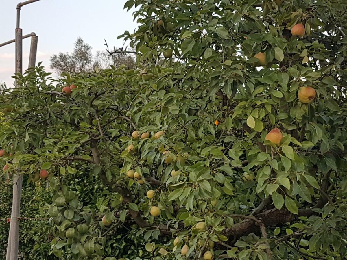 Finca Sa Cova De Mallorca Sencelles Eksteriør billede