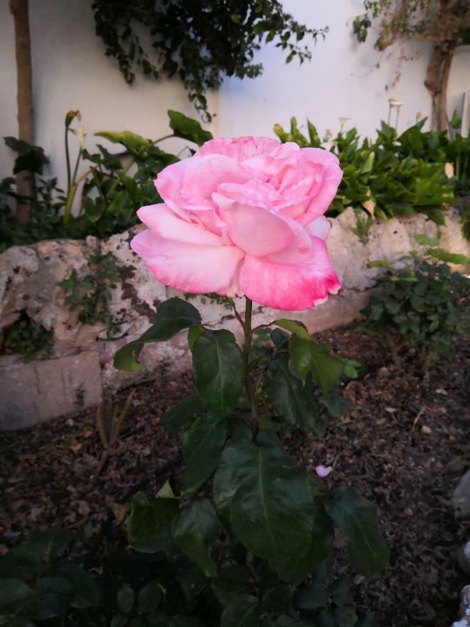 Finca Sa Cova De Mallorca Sencelles Eksteriør billede